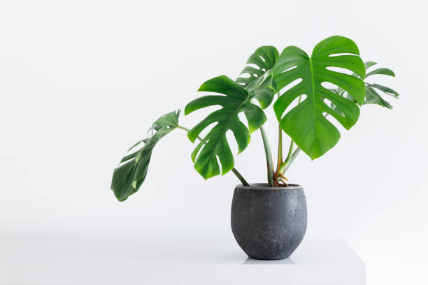 monstera.jpg