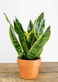 snake_plant.jpg